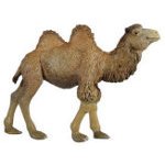 50001 - Camel
