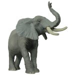 50041 - Trumpeting Elephant