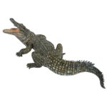 50055 - Nile Crocodile