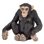 50106 - Chimpanzee