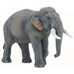 50131 - Asian elephant