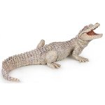 50141 - White baby crocodile