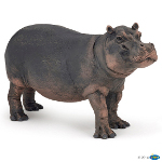 50155 - Hippopotamus cow