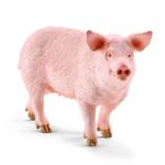 13782 - Pig