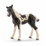 13803 - Pinto foal