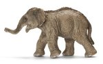 14655 - Asian Elephant Calf