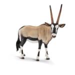 14759 - Oryx