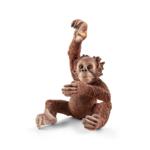 14776 - Young Orangutan